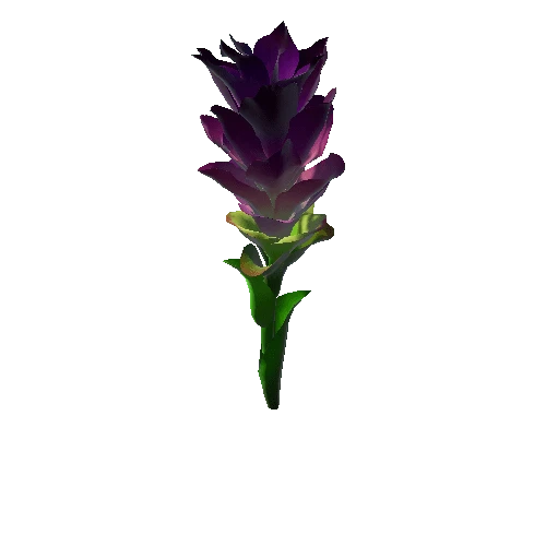 Flower Curcuna Longa 3.1